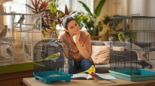 découvrez nos conseils pratiques pour choisir l'espèce d'oiseau de compagnie idéale pour les débutants. apprenez à évaluer vos besoins et préférences afin de trouver le compagnon à plumes parfait qui s'intégrera harmonieusement dans votre foyer.